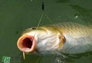 驚蟄前后可以夜釣鯉魚(yú)嗎？驚蟄前后釣魚(yú)技巧