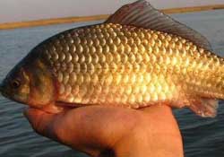 驚蟄前后好釣魚嗎？驚蟄前后釣魚技巧