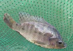 驚蟄能釣魚嗎？驚蟄釣什么魚好？