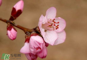 2017年春分是什么時候？2017年春分是幾月幾號？