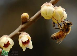 驚蟄過后一周會下雨嗎？驚蟄下雨好嗎？