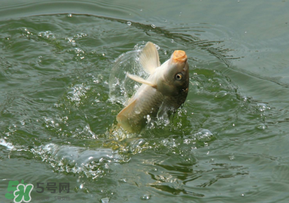驚蟄過后好釣魚嗎？驚蟄后陰雨天好釣魚嗎？