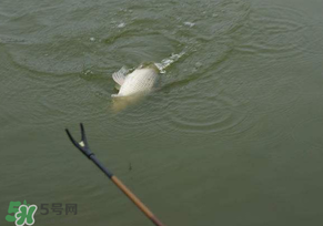 驚蟄過后好釣魚嗎？驚蟄后陰雨天好釣魚嗎？