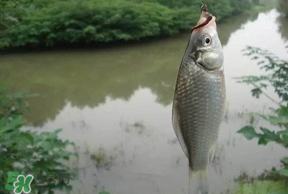 春分節(jié)氣好釣魚嗎？春分釣魚技巧