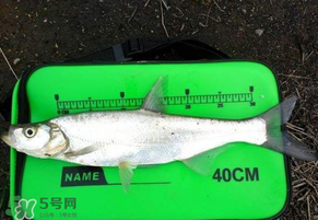 春分節(jié)氣好釣魚嗎？春分釣魚技巧