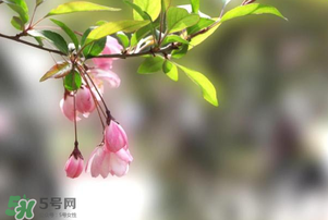 春分開什么花？春分什么花開？
