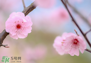 春分開什么花？春分什么花開？