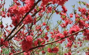 春分開什么花？春分什么花開？