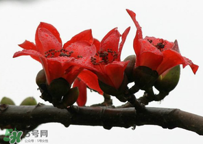 春分會(huì)下雨嗎？春分節(jié)氣下雨好還是不好？