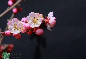 春分會(huì)下雨嗎？春分節(jié)氣下雨好還是不好？