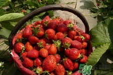 家里可以種草莓嗎？陽臺(tái)上可以種草莓嗎？