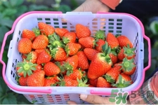 家里可以種草莓嗎？陽臺(tái)上可以種草莓嗎？