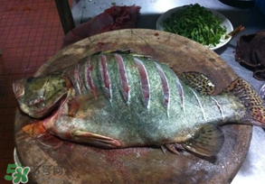 三月份吃什么魚？3月份吃什么魚好？