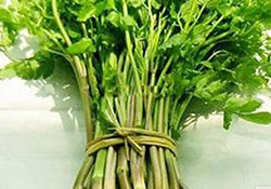 孕婦可以吃野芹菜嗎？孕婦吃野芹菜有什么好處？
