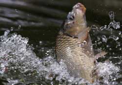 驚蟄過后好釣魚嗎？驚蟄后陰雨天好釣魚嗎？