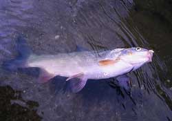 3月份釣魚(yú)用什么餌料？三月份釣魚(yú)用什么魚(yú)餌？