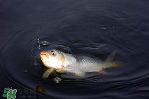 3月份釣魚用什么餌料？三月份釣魚用什么魚餌？