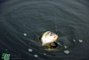 3月份釣魚用什么餌料？三月份釣魚用什么魚餌？