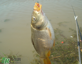 三月份釣鯉魚好釣嗎？3月份釣鯉魚用什么好？
