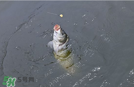 三月份釣鯉魚好釣嗎？3月份釣鯉魚用什么好？