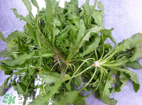 薺菜葉子黃了能吃嗎？薺菜發(fā)黃能吃嗎？