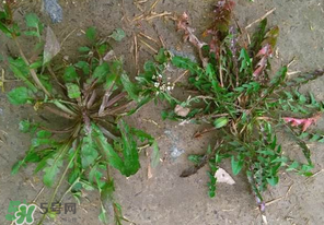 野生薺菜長(zhǎng)什么樣？野生薺菜怎么識(shí)別？