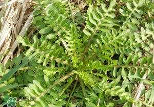 野生薺菜長(zhǎng)什么樣？野生薺菜怎么識(shí)別？