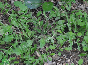 野生薺菜長(zhǎng)什么樣？野生薺菜怎么識(shí)別？