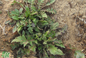 薺菜多少錢(qián)一斤？野生薺菜多少錢(qián)一斤？