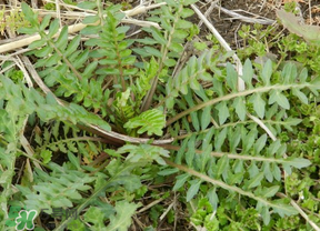 薺菜多少錢(qián)一斤？野生薺菜多少錢(qián)一斤？