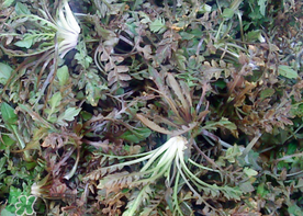 腎結(jié)石能吃薺菜嗎？腎結(jié)石可以吃薺菜嗎？