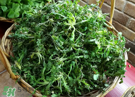 腎結(jié)石能吃薺菜嗎？腎結(jié)石可以吃薺菜嗎？