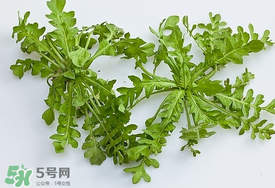 薺菜有蟲子嗎？薺菜根有蟲子嗎？