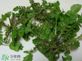 薺菜有蟲子嗎？薺菜根有蟲子嗎？