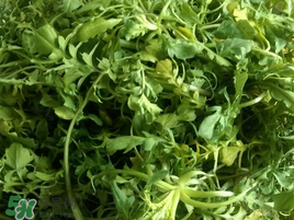 薺菜怎么保存？薺菜可以曬干存放嗎？
