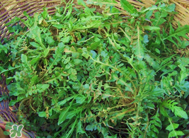 薺菜怎么保存？薺菜可以曬干存放嗎？