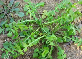 薺菜怎么保鮮？新鮮薺菜如何保鮮？