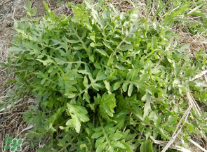 薺菜什么季節(jié)有？薺菜什么時候上市？