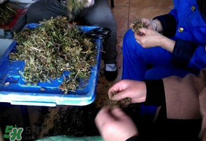 薺菜什么季節(jié)有？薺菜什么時候上市？