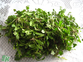 薺菜什么時候播種？薺菜什么時候挖？
