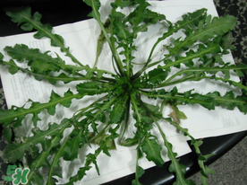 薺菜什么時候播種？薺菜什么時候挖？