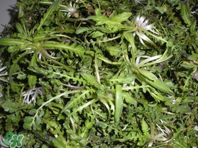 薺菜什么時候播種？薺菜什么時候挖？