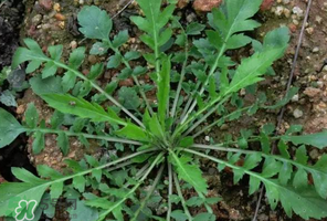 哺乳期能吃薺菜嗎？哺乳期吃薺菜會(huì)回奶嗎？