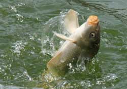3月份釣什么魚？3月份怎么釣魚？