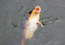 三月份釣鯉魚好釣嗎？3月份釣鯉魚用什么好？