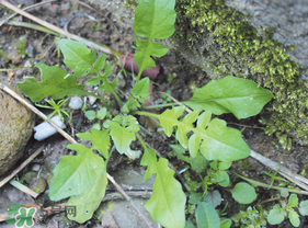 薺菜是什么菜？薺菜是什么野菜？