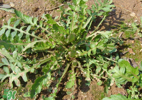 薺菜是什么菜？薺菜是什么野菜？