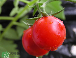 薺菜可以和西紅柿一起吃嗎？薺菜和西紅柿一起吃好嗎？