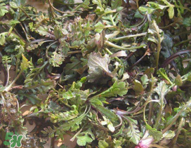 薺菜上有白點能吃嗎？薺菜背面有白點是什么？