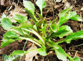 蒲公英和薺菜的能同食嗎？薺菜和蒲公英的區(qū)別